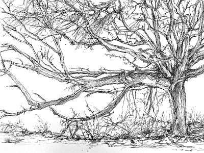 Tree from Observation beach drawing forest nature observation outdoors pen and ink plein air sketching