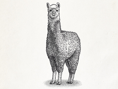 Stipple illustration of a llama blackwhite dotwork engraving hedcut illustration line art llama stipple woodcut