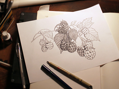 Raspberry enagraved style illustration WIP branding design engraving illustration label line art package pen and ink woodcut