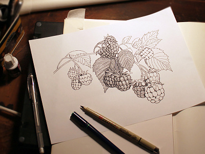 Raspberry enagraved style illustration WIP