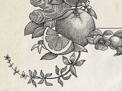 Detailed crop of engraved illustration dotwork engraving hedcut illustration ink label line art linocut package pen and ink stipple woodcut