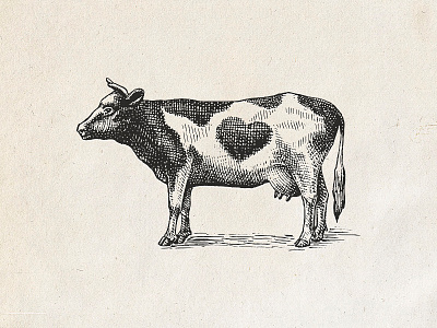 Cow in etching style engraving etching illustration label package design pen and ink