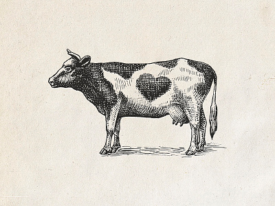 Cow in etching style