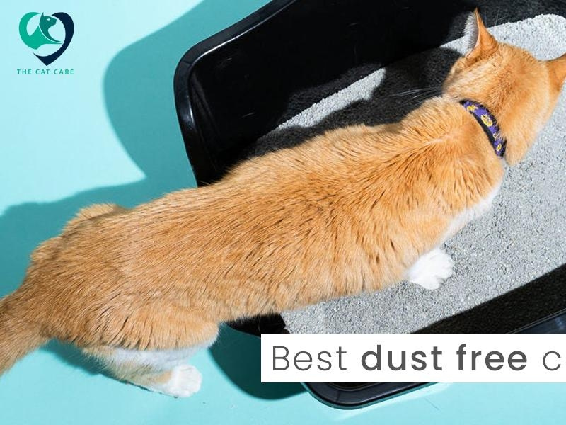 Best Dust Free Cat Litter by The Cat Care on Dribbble