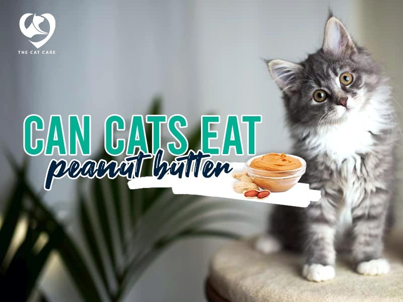 Can Cats Eat Peanut Butter All You Need to Know by The Cat Care on