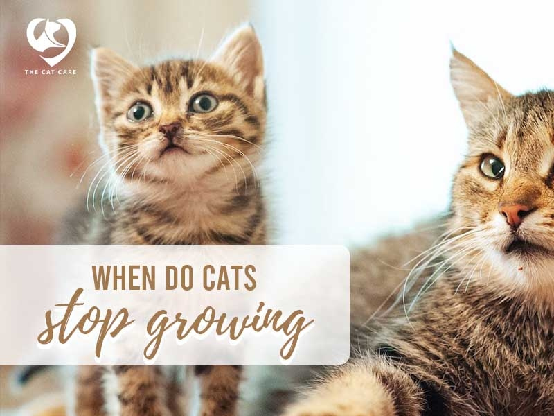 When Do Cats Stop Growing A Complete Guide by The Cat Care on Dribbble