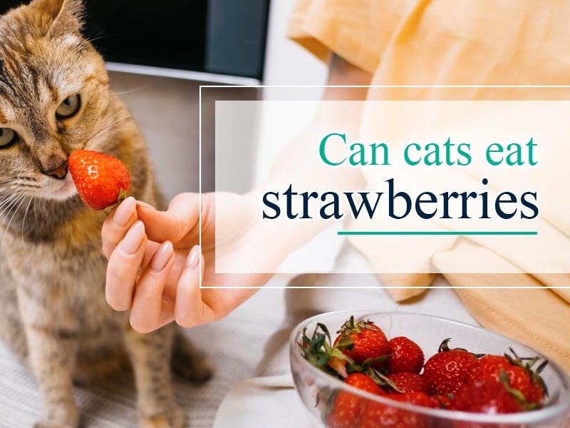 Can Cats Eat Strawberries Complete Guide For a Cat Parent by The Cat