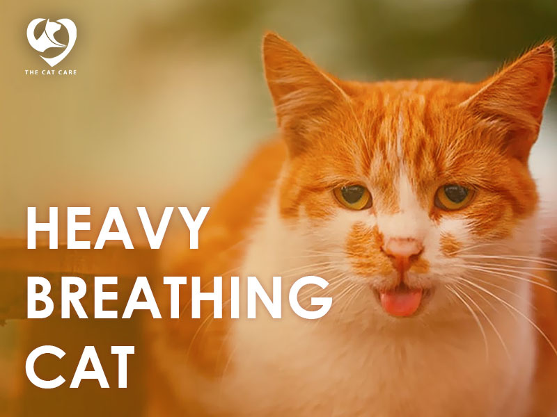 Heavy Breathing Cat Dangers, Course of Action, and Remedies by The Cat Care on Dribbble