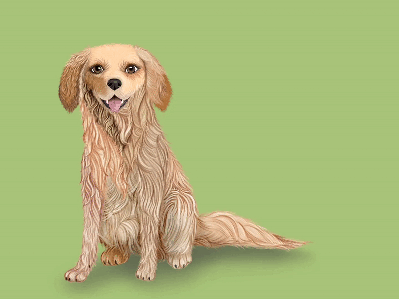 Animated dog golden retriever sit