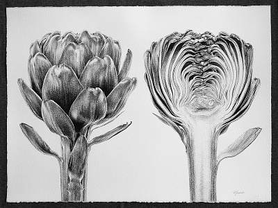 Artichoke Drawing art artichoke drawing flower food hyperreal illustration pen on paper realistic sketch