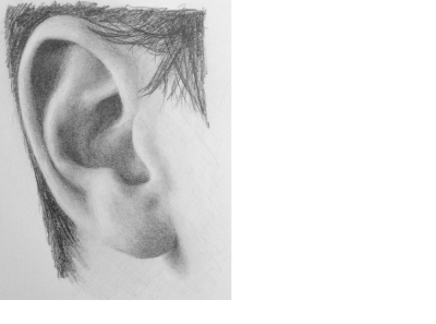 academic drawing  male ear plaster cast fragment of Davids face  handdrawn by graphite pencil on white paper Stock Photo  Alamy