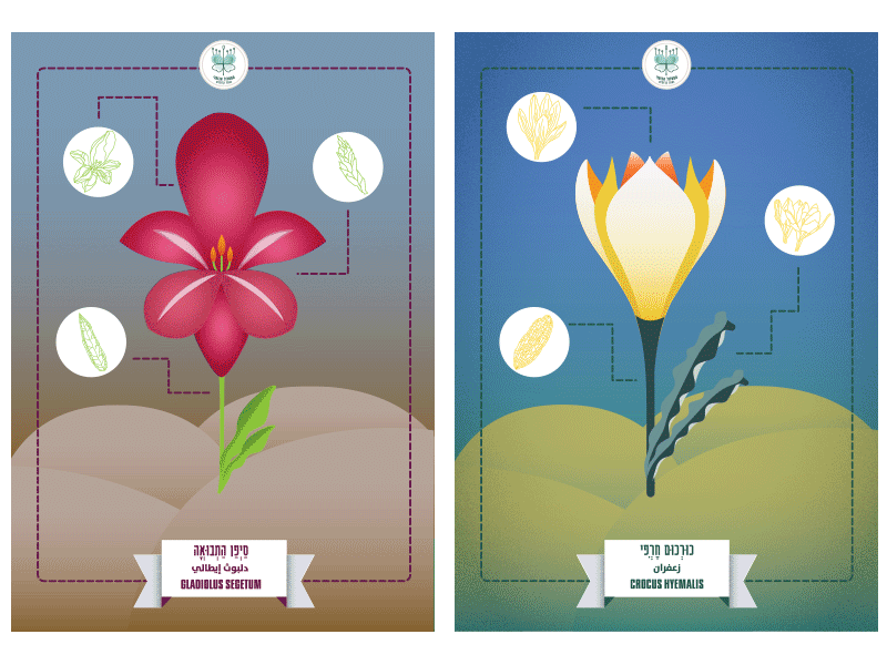 Plant Finder finder flower gradiant illustration