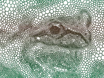 Frog 400x300 illustration pen wildlife