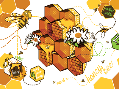 Map of a Honey Bee honey bee map pattern screen print
