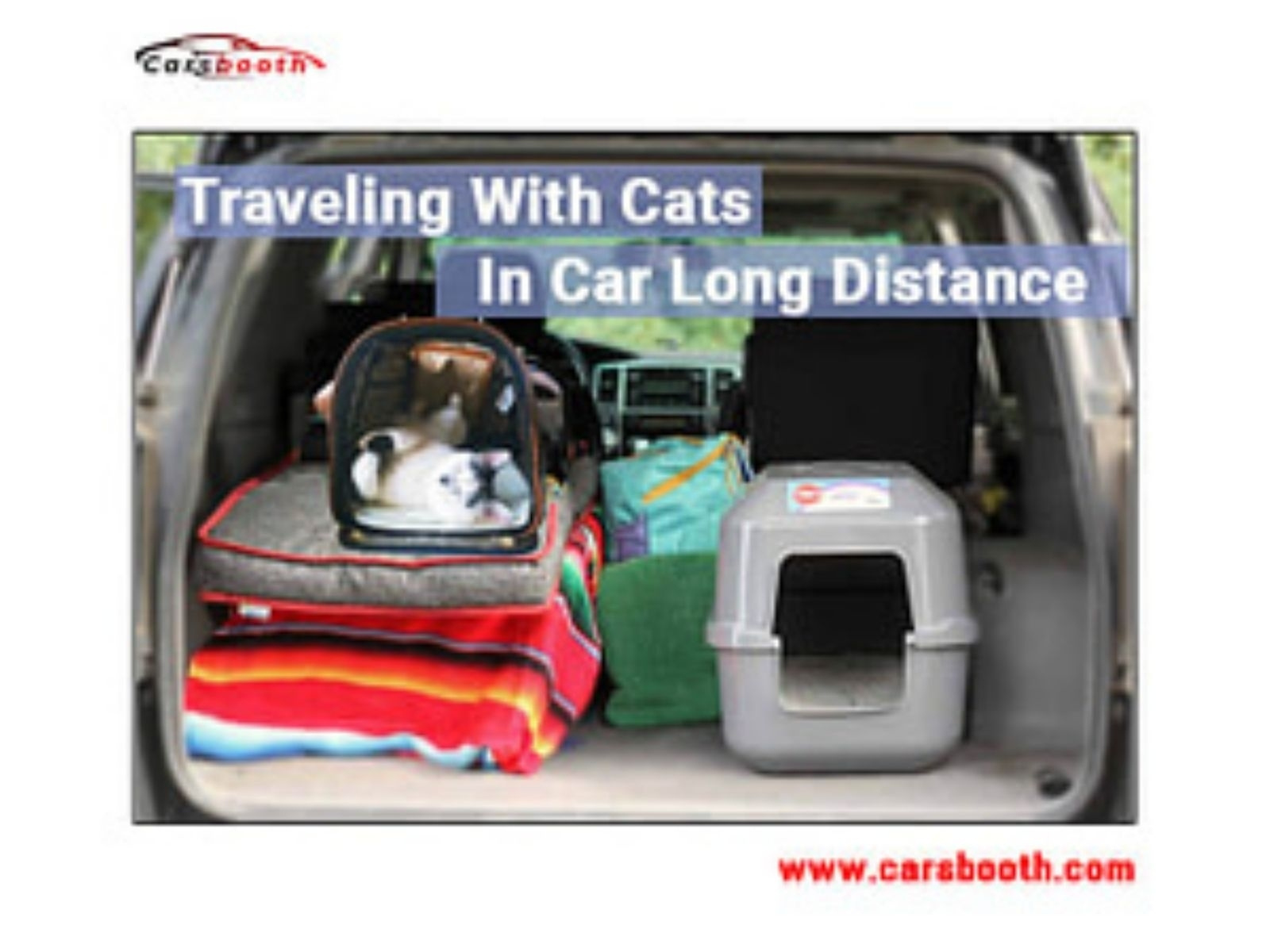 How to Travel with Cats in a Car Long Distance by MT Shawn on Dribbble