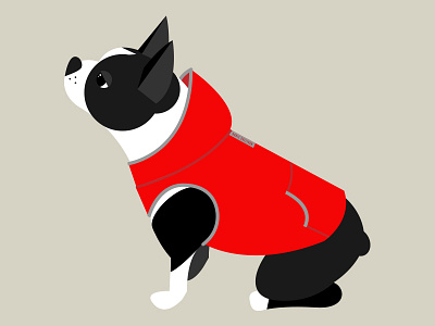 Mr. Bodie Sullivan boston boston terrier dog hoodie portrait vector