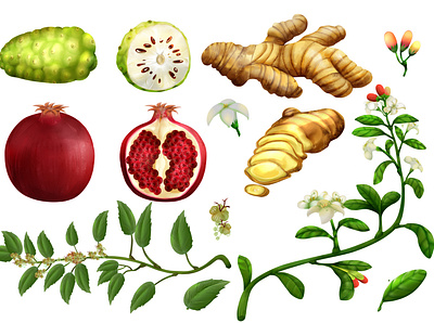 (Commisssion) Herbs graphic design illus illustration