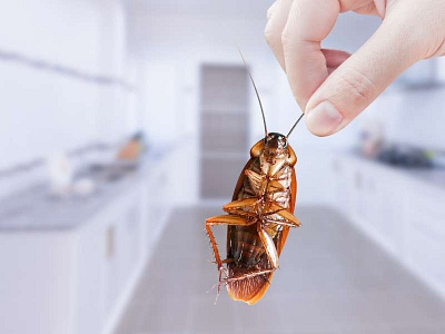 How to Prevent Cockroaches in Kitchen Cabinets cockroaches design home homedecor kitchen cabinets prevent