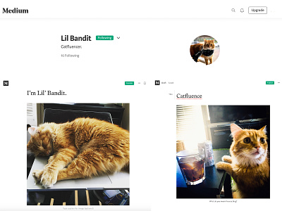 Lil' Bandit, Catfluencer blogging blogs cat cats content strategy influencer influencer marketing photography satire seo social social media