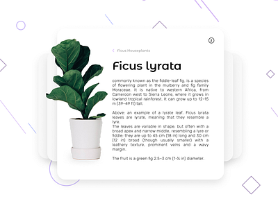 DailyUI challenge: Info Card #045 046 background challenge dailyui figma graphic design info card information photoshop plants scrabbles ui webpage