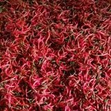 Mustopha Dedi Prando