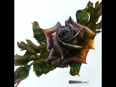 violet rose art artist color color pencil colorful colors design designer rose rose art violet