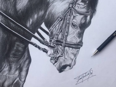 HORSE design graphic design illustration