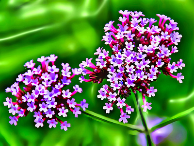 Art Thyme Flowers Macro