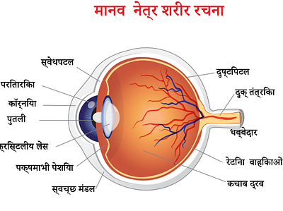 Eye Anatomy vector design freelance project freelancer illustration illustrator vector