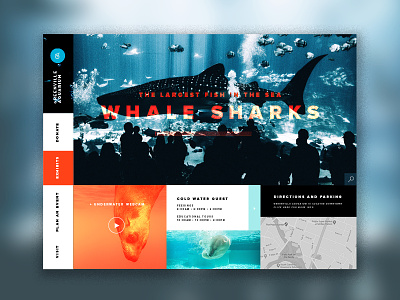 Aquarium Website aquarium aquarium design aquarium web design web design whale shark
