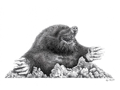 Mole animal black drawing illustration mole monochrome