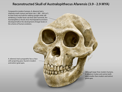 Australopithecus Afarensis digital painting illustration information graphics skull