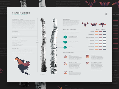 Birch Tree Infographic animals birch bird darkmode deer ecology ethereal gradient illustration infographic leaves minimal moth mushrooms nature sunset tree