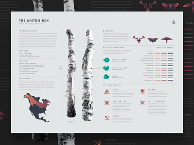 Birch Tree Infographic