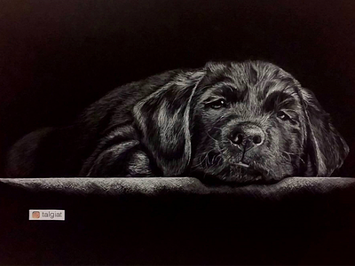 Dog - Realistic pencil drawing art black white dog dogs drawing pencil realistic drawing