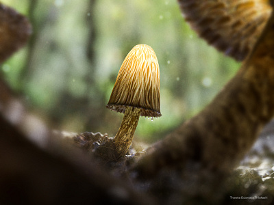 Magic Mushrooms - 3D Visualization #02