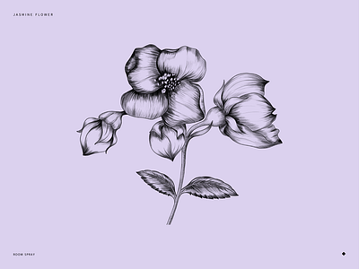 Jasmine Flower art design drawing graphic design illustration