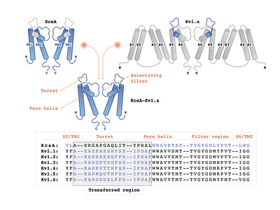 The vector illustration (KcsA) for a scientific magazine.