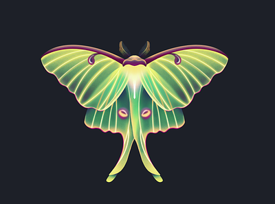Luna Moth bug illustration insect insects luna lunar moth procreate wing wings