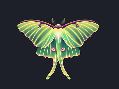 Luna Moth bug illustration insect insects luna lunar moth procreate wing wings