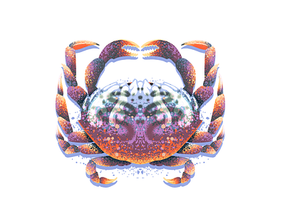 Crab art claw crab crabs crustacean illustration ocean procreate retro supply seafood symmetry texture