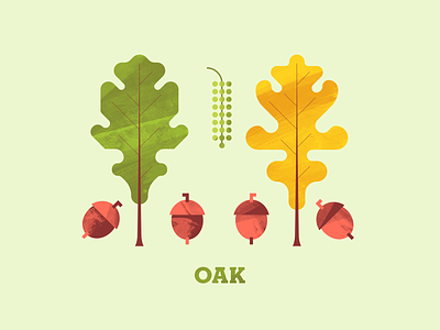 Oak acorn autumn flora flower illustration oak oak leaf oak tree plant plant illustration seed texture tree tree illustration