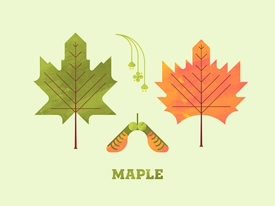 Maple autumn fall flora flower illustration leaf leaves maple maple leaf plant plant illustration seed texture