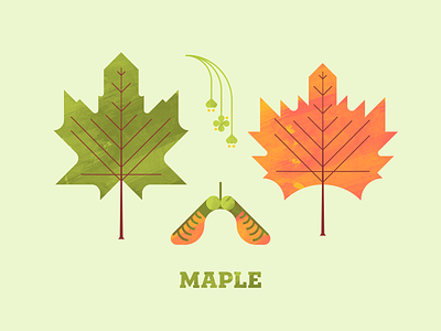 Maple autumn fall flora flower illustration leaf leaves maple maple leaf plant plant illustration seed texture