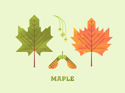 Maple