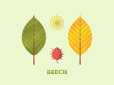 Beech beech flora flower illustration leaf leaves plant plant illustration seed stem texture tree trees