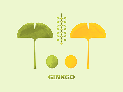 Ginkgo flora flower flowers ginkgo ginkgo biloba illustraion illustrator leaf leaves photoshop seed seeds texture tree trees