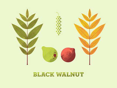 Black Walnut flower illustration illustrator leaf leaves nut plant plant illustration seed texture tree trees walnut