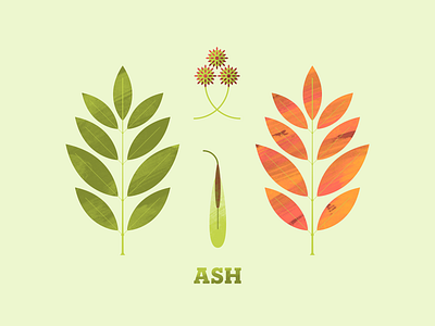 Ash ash flora flower illustration illustration art illustrator leaf leaves plant seed seeds texture tree trees