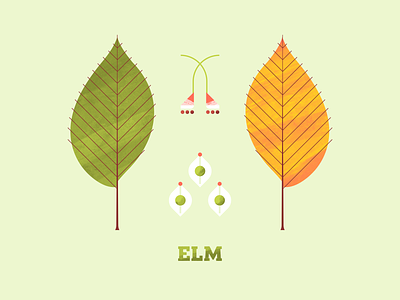 Elm elm flora flower illustartor illustration illustration art leaf leaves plant plant illustration texture tree